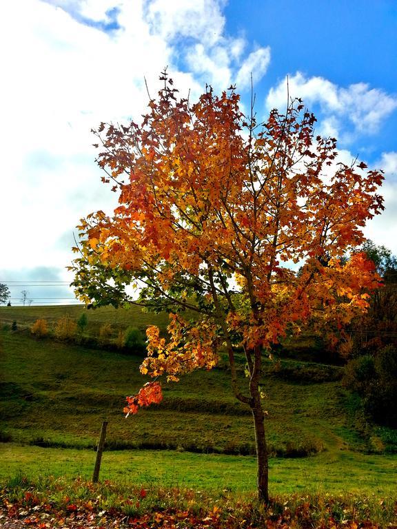 Outdoor & Relax Blackforest Neukirch  المظهر الخارجي الصورة